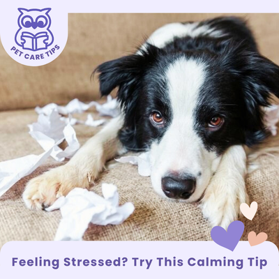 Anxious Pet?   Try This Gentle Trick to Help Them Feel Calm