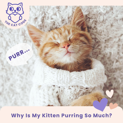 Why Is My Kitten Purring Nonstop?  4 Surprising Facts Every Pet Parent Should Know
