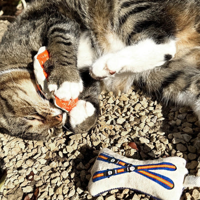 Go Kitty Go Cat Toy Set | Ski Kitty
