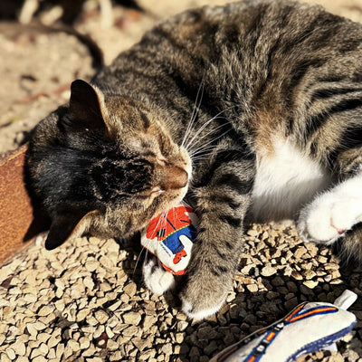 Go Kitty Go Cat Toy Set | Ski Kitty