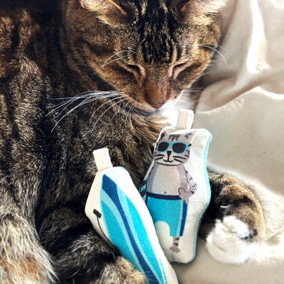 Go Kitty Go Cat Toy Set | Surf Kitty